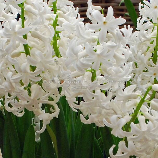 Гиацинт Мультифлора Вайт (Hyacinthus Multiflora White) — фото 5