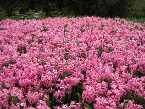 Гиацинт Мультифлора Пинк (Hyacinthus Multiflora Pink) — фото 2
