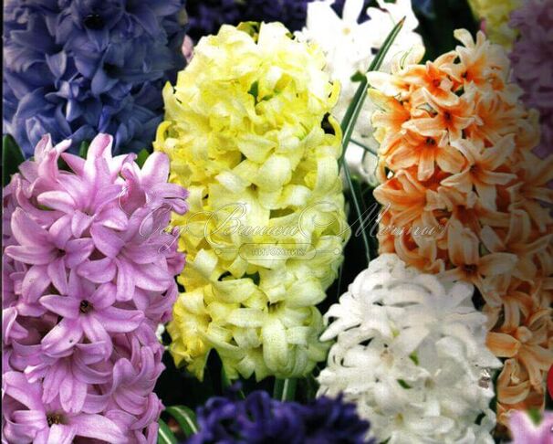 Гиацинт Пастель Микс (Hyacinthus Pastel Mix) — фото 3