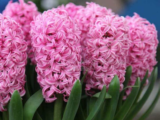 Гиацинт Пинк Пёрл (Hyacinthus Pink Pearl) — фото 7