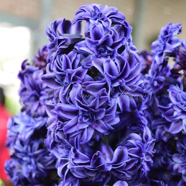 Гиацинт Ройял Нэви (Hyacinthus Royal Navy) — фото 2