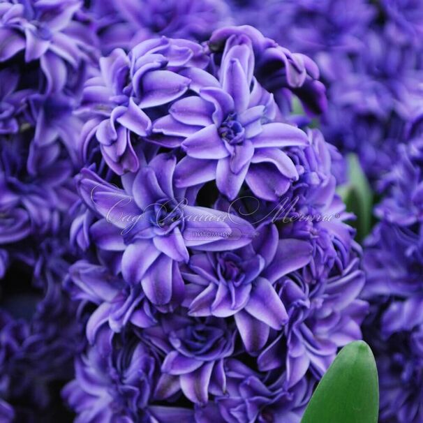 Гиацинт Ройял Нэви (Hyacinthus Royal Navy) — фото 3