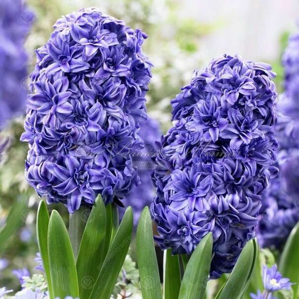 Гиацинт Ройял Нэви (Hyacinthus Royal Navy) — фото 4