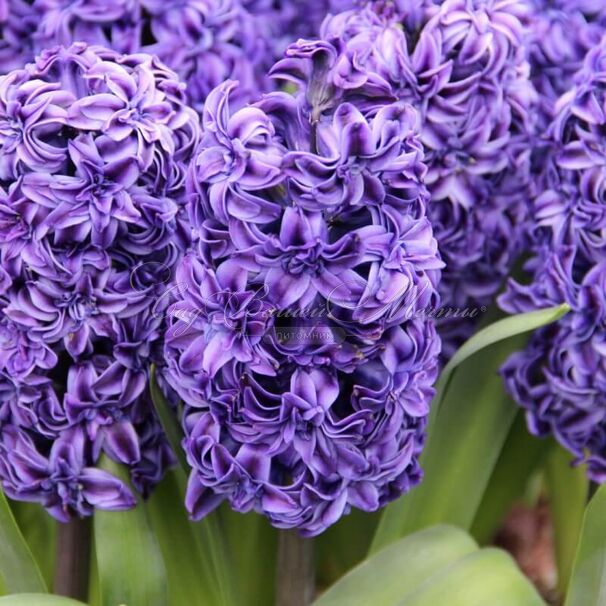 Гиацинт Ройял Нэви (Hyacinthus Royal Navy) — фото 5