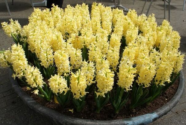 Гиацинт Сити оф Харлем (Hyacinthus City of Haarlem) — фото 3