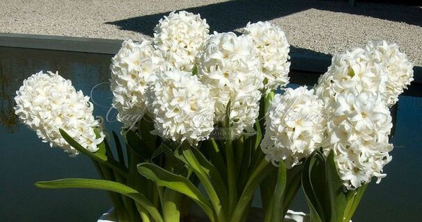 Гиацинт Сноу Кристал (Hyacinthus Snow Crystal) — фото 2