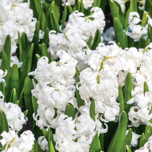 Гиацинт Сноу Кристал (Hyacinthus Snow Crystal) — фото 3