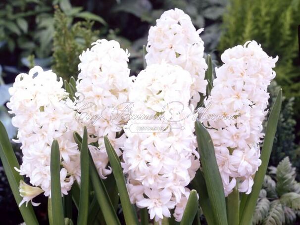 Гиацинт Сноу Кристал (Hyacinthus Snow Crystal) — фото 4