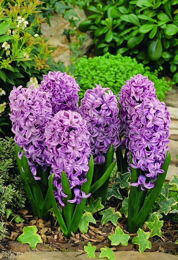 Гиацинт Сплендид Корнелия (Hyacinthus Splendid Cornelia) — фото 2