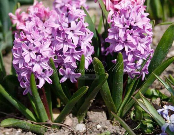 Гиацинт Сплендид Корнелия (Hyacinthus Splendid Cornelia) — фото 3