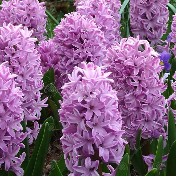 Гиацинт Сплендид Корнелия (Hyacinthus Splendid Cornelia) — фото 4