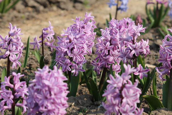 Гиацинт Сплендид Корнелия (Hyacinthus Splendid Cornelia) — фото 5