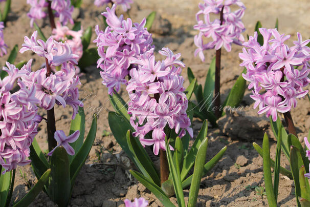 Гиацинт Сплендид Корнелия (Hyacinthus Splendid Cornelia) — фото 7
