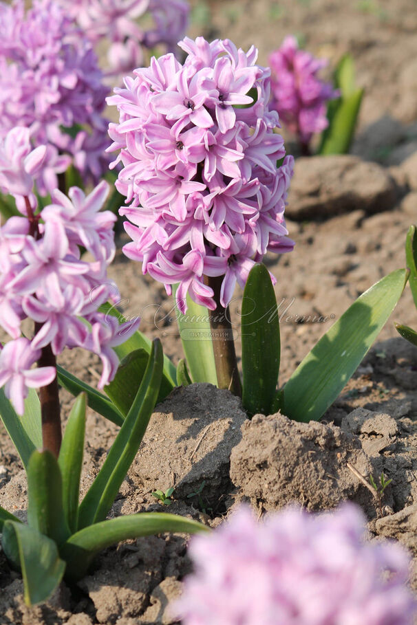Гиацинт Сплендид Корнелия (Hyacinthus Splendid Cornelia) — фото 8