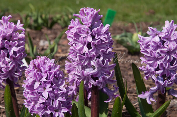 Гиацинт Сплендид Корнелия (Hyacinthus Splendid Cornelia) — фото 9