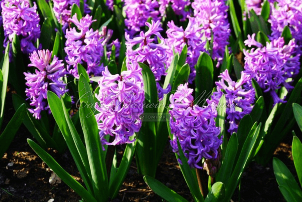 Гиацинт Сплендид Корнелия (Hyacinthus Splendid Cornelia) — фото 11