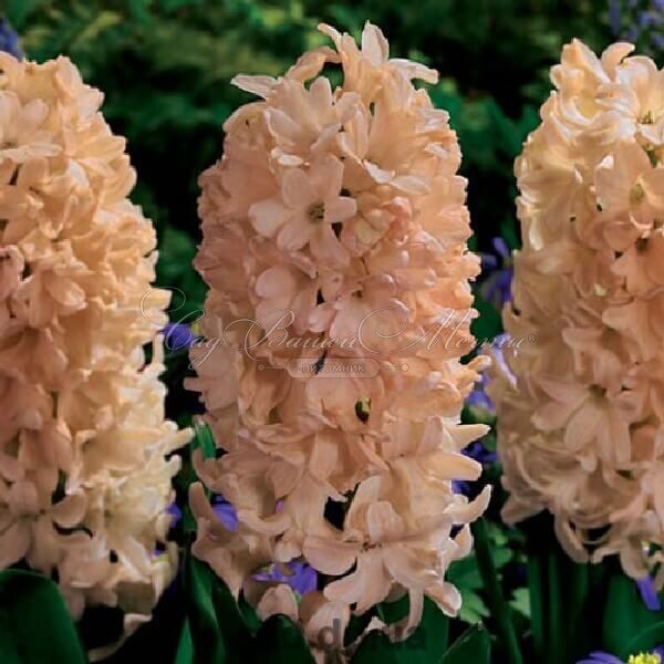 Гиацинт Эприкот Пэшн (Hyacinthus Apricot Passion) — фото 2