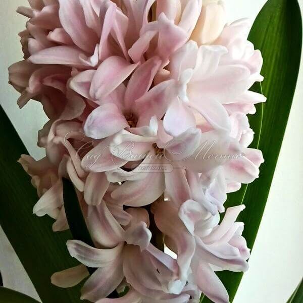Гиацинт Эприкот Пэшн (Hyacinthus Apricot Passion) — фото 3