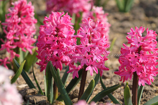 Гиацинт Ян Бос (Hyacinthus Jan Bos) — фото 2