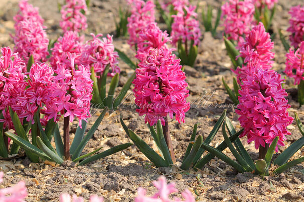 Гиацинт Ян Бос (Hyacinthus Jan Bos) — фото 3