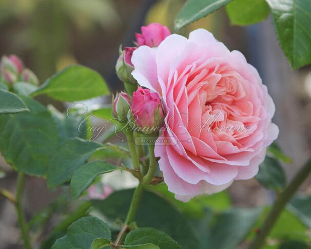Роза Eustacia Vye (Эустасия Ву) — фото 2