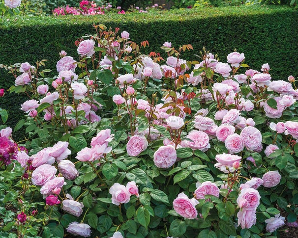 Роза Olivia Rose Austin (Оливия Роуз Остин) — фото 2