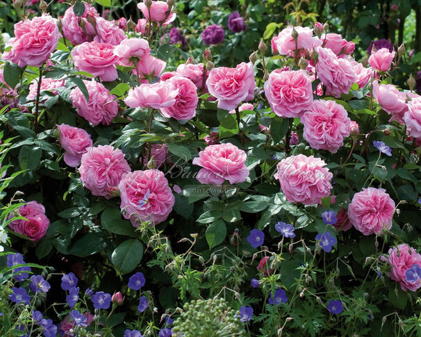 Роза Olivia Rose Austin (Оливия Роуз Остин) — фото 3
