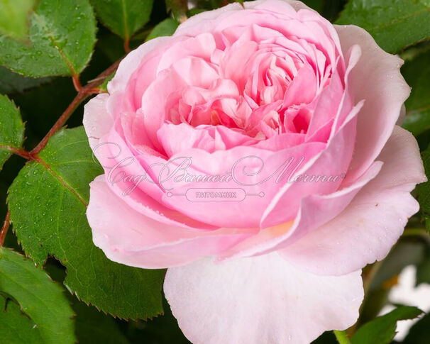 Роза Olivia Rose Austin (Оливия Роуз Остин) — фото 4
