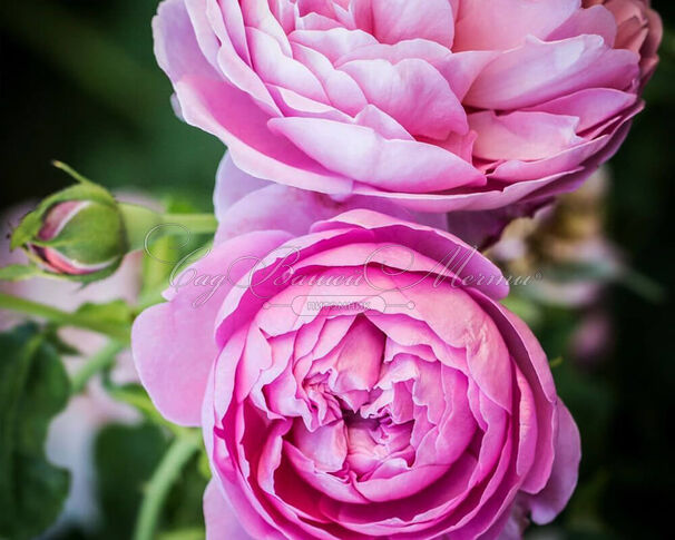 Роза Charles Rennie Mackintosh (Чарльз Ренни Макинтош) — фото 3