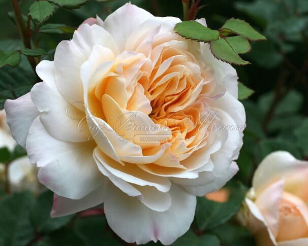 Роза Crocus Rose (Крокус Роуз) — фото 2