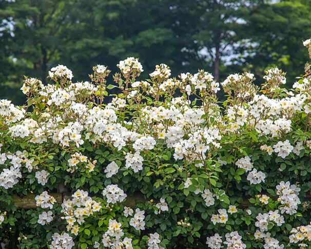 Роза Kew Gardens (Кью Гарденс) — фото 3