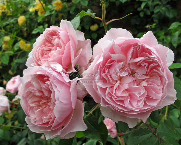 Роза Wisley 2008 (Уизли 2008) — фото 4