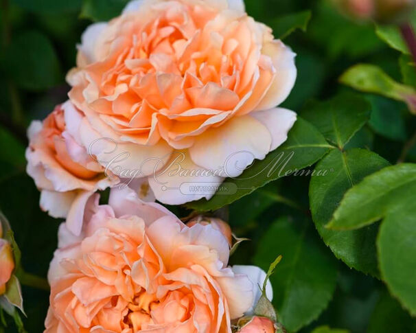 Роза The Lady Gardener (Зе Леди Гарденер) — фото 3