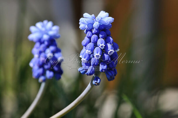 Мускари армянский / muscari armeniacum — фото 2