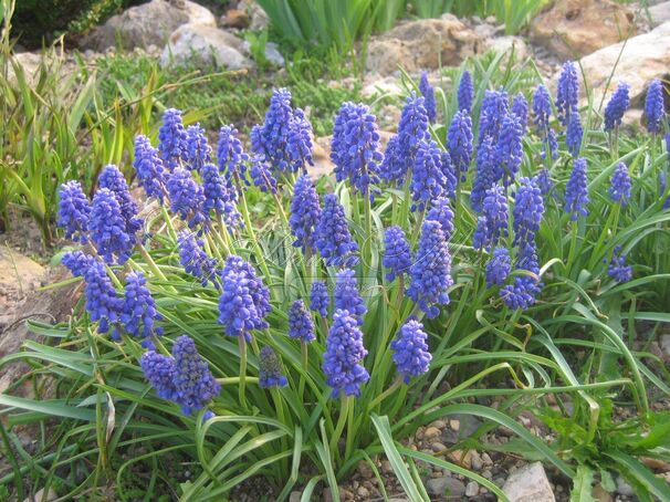 Мускари армянский / muscari armeniacum — фото 3