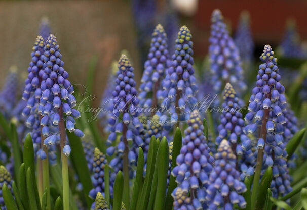 Мускари армянский / muscari armeniacum — фото 4