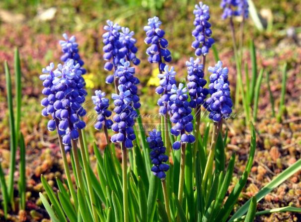 Мускари армянский / muscari armeniacum — фото 5