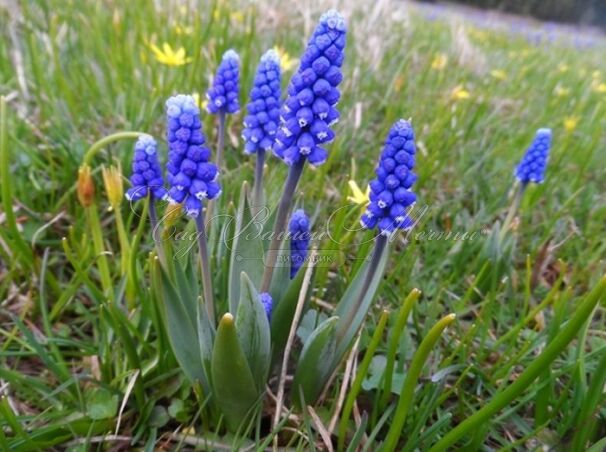 Мускари армянский / muscari armeniacum — фото 6