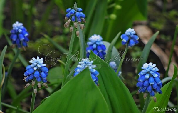 Мускари армянский / muscari armeniacum — фото 7