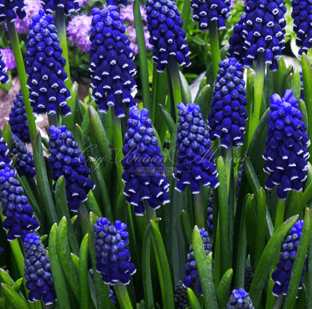 Мускари армянский Найт Айз / muscari armeniacum Night Eyes — фото 2