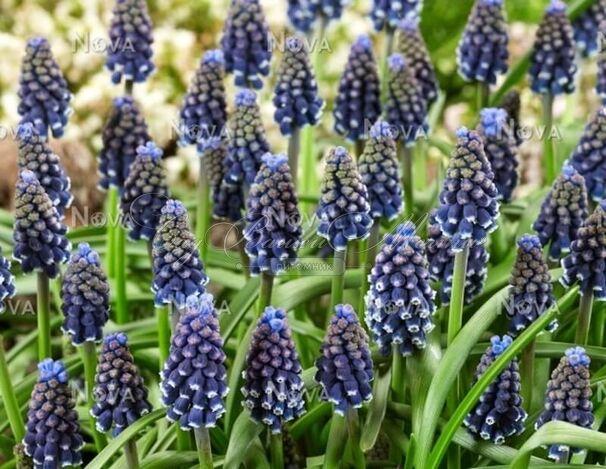 Мускари армянский Найт Айз / muscari armeniacum Night Eyes — фото 4