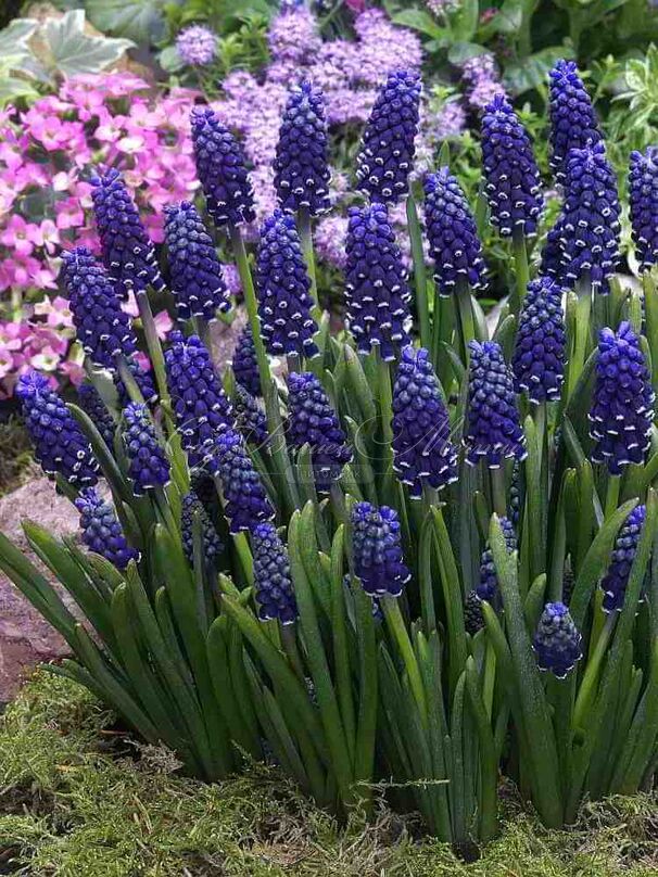 Мускари армянский Найт Айз / muscari armeniacum Night Eyes — фото 5