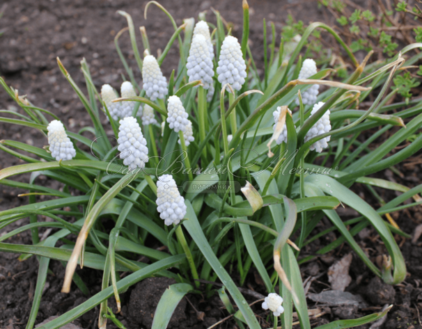 Мускари армянский Сайбириан Тайгер / muscari armeniacum Siberian Tiger — фото 3