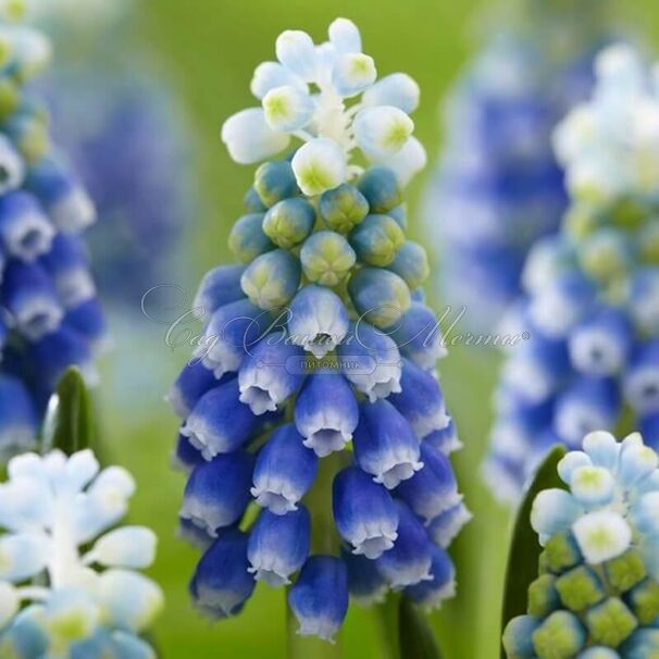 Мускари армянский Тач оф Сноу / muscari armeniacum Touch of Snow — фото 2