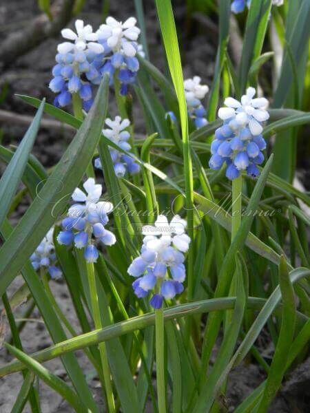 Мускари армянский Тач оф Сноу / muscari armeniacum Touch of Snow — фото 3