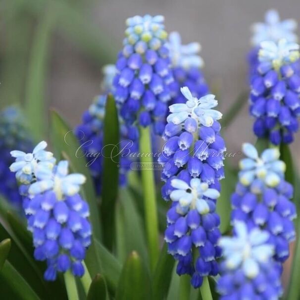 Мускари армянский Тач оф Сноу / muscari armeniacum Touch of Snow — фото 5