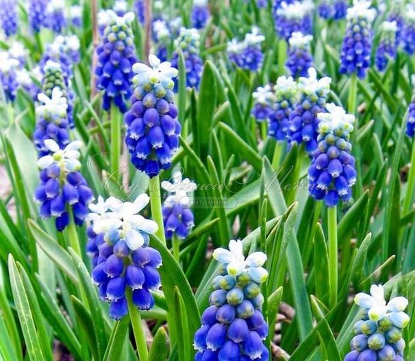 Мускари армянский Тач оф Сноу / muscari armeniacum Touch of Snow — фото 6