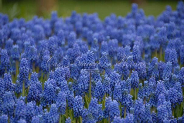 Мускари оше Блю Мэджик / muscari aucheri Blue Magic — фото 2