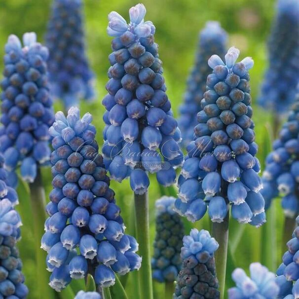 Мускари оше Блю Мэджик / muscari aucheri Blue Magic — фото 3