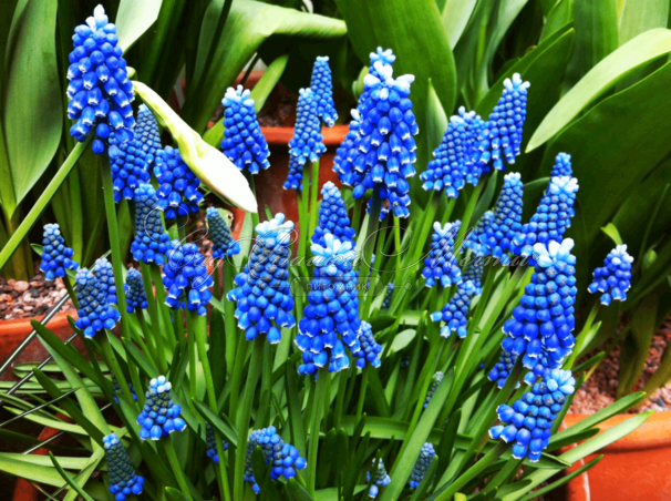 Мускари оше Блю Мэджик / muscari aucheri Blue Magic — фото 4